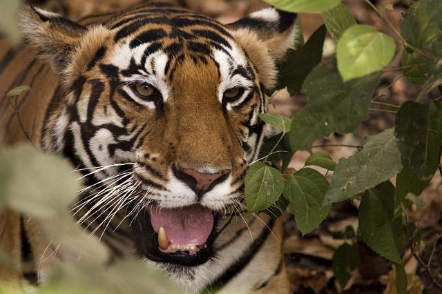 014 Kanha Nationaal Park, Indische Tijger.jpg